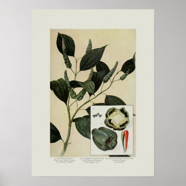 Póster Peppers (Frente)