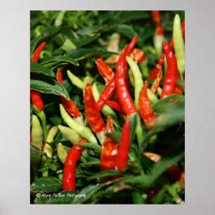 Póster Peppers