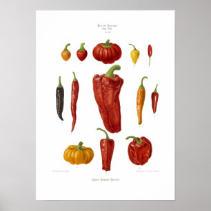 Póster Peppers
