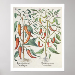 Póster Peppers: 1.Piper Indicum máximo longum; 2.Piper I