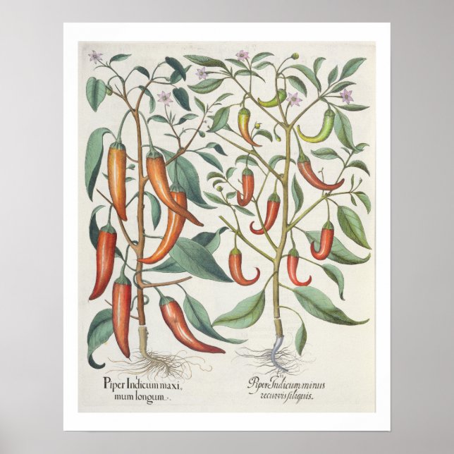 Póster Peppers: 1.Piper Indicum máximo longum; 2.Piper I (Frente)