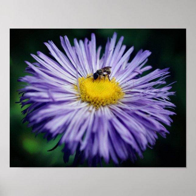 Póster Pequeña Abeja En La Flor De Aster Púrpura (Frente)
