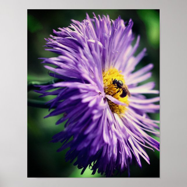 Póster Pequeña Abeja En La Flor De Daisy Púrpura Se Acerc (Frente)