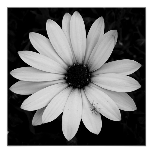 Póster Pequeña araña blanca y negra sobre la flor (Anverso)