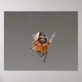 Póster Pequeña araña de corte Naranja