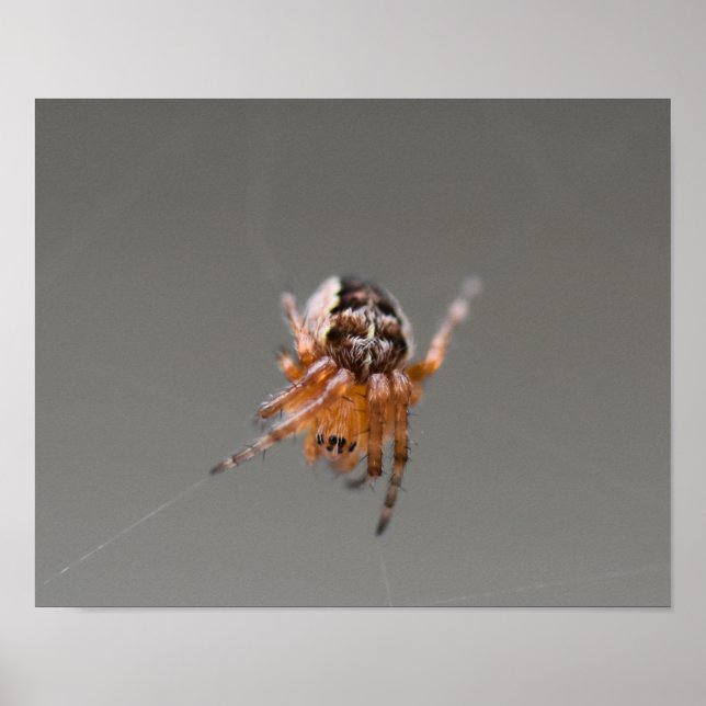 Póster Pequeña araña de corte Naranja (Frente)
