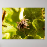 Pequeña Araña De Salto