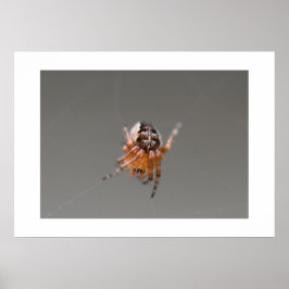 Póster Pequeña Araña Naranja Linda 