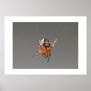 Póster Pequeña Araña Naranja Linda 