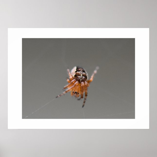 Póster Pequeña Araña Naranja Linda  (Frente)
