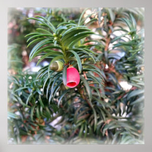 Póster pequeña campanilla roja