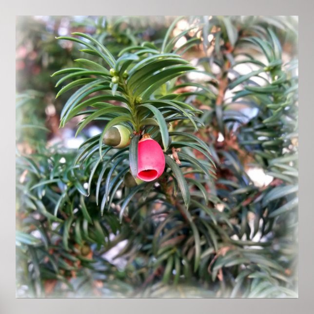 Póster pequeña campanilla roja (Frente)