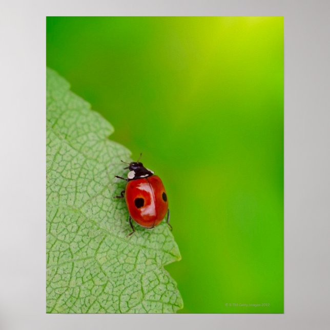 Póster Pequeña Dama Bug (Frente)