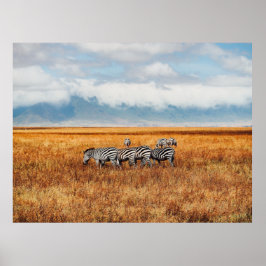 PÓSTER PEQUEÑA DAZZLE (HERD) DE ZEBRA GRAZING