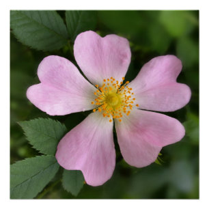 Póster pequeña flor rosa