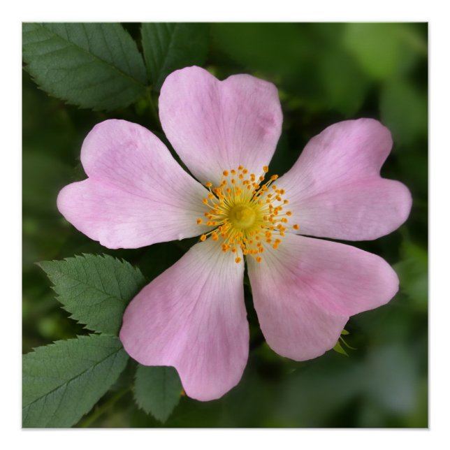 Póster pequeña flor rosa (Anverso)