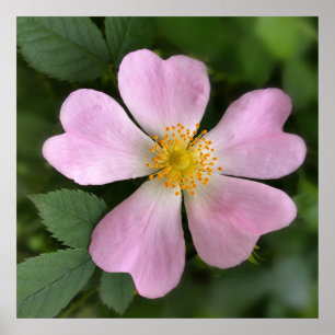 Póster pequeña flor rosa