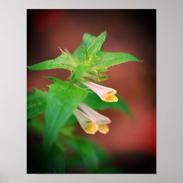 Póster Pequeña flor silvestre de bosque blanco se acerca (Frente)