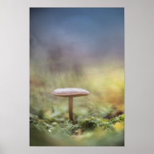 Póster Pequeña foto natural de hongos