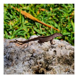 Póster Pequeña Lizard A La Luz Del Sol