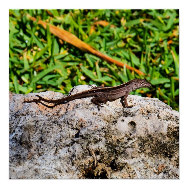 Póster Pequeña Lizard A La Luz Del Sol (Anverso)