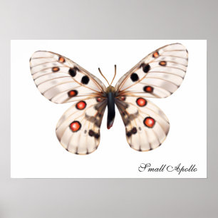 Póster Pequeña mariposa de Apolo