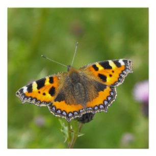 Póster Pequeña mariposa de concha