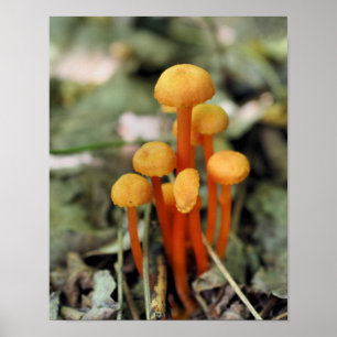 Póster Pequeña naturaleza de hongos Naranjas