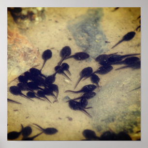 Póster Pequeña naturaleza de Tadpoles de la toad negra