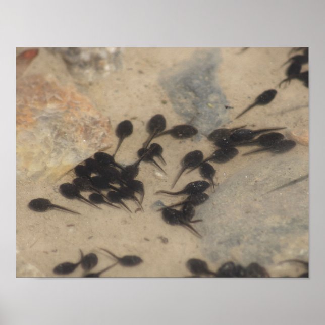 Póster Pequeña naturaleza de Tadpoles de la toad negra (Frente)