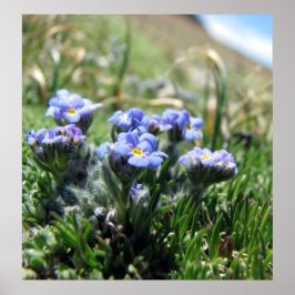 Póster Pequeñas flores alpinas de tundra