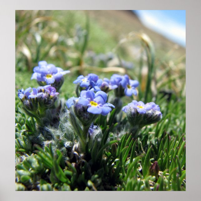 Póster Pequeñas flores alpinas de tundra (Frente)
