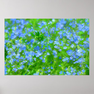 PÓSTER PEQUEÑAS FLORES AZULES