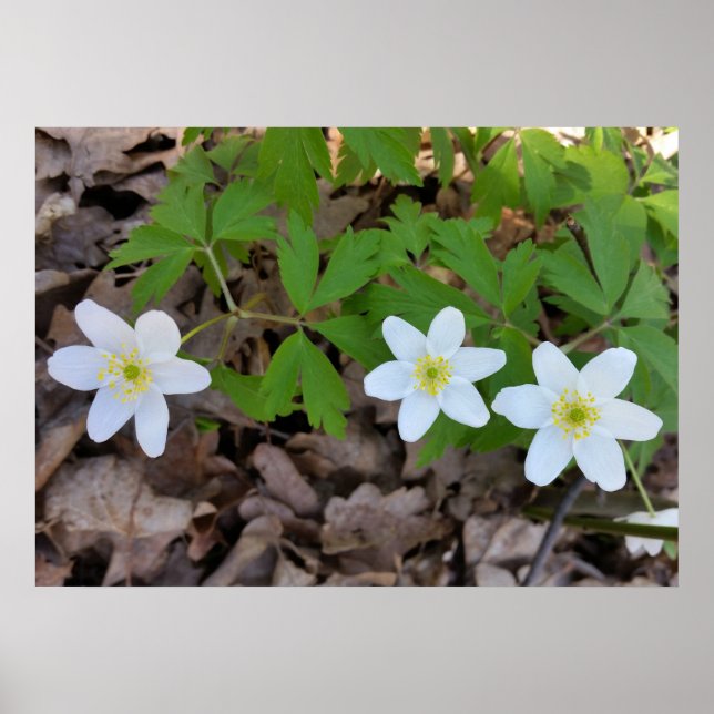 Póster pequeñas flores blancas (Frente)