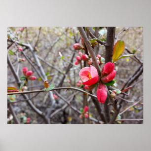 Póster pequeñas flores rojas