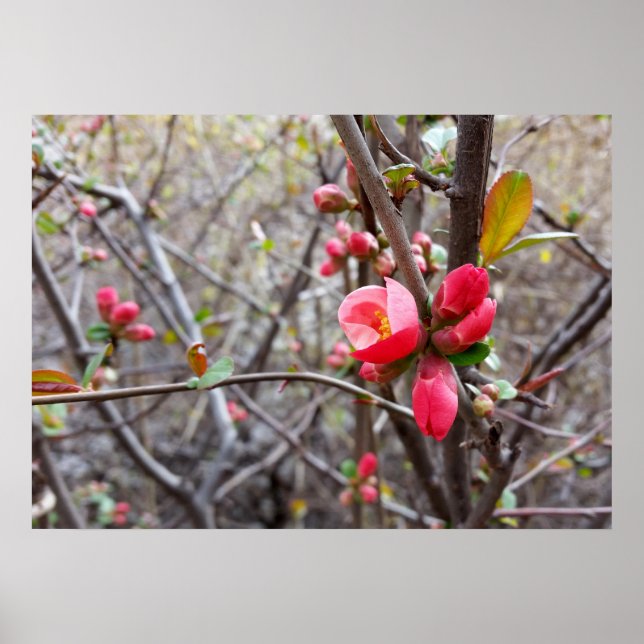 Póster pequeñas flores rojas (Frente)