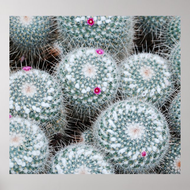 Póster Pequeñas flores rosas cactus Plantas (Frente)