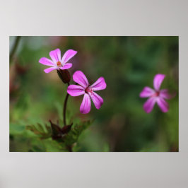 Póster Pequeñas flores silvestres rosadas de Herb Robert