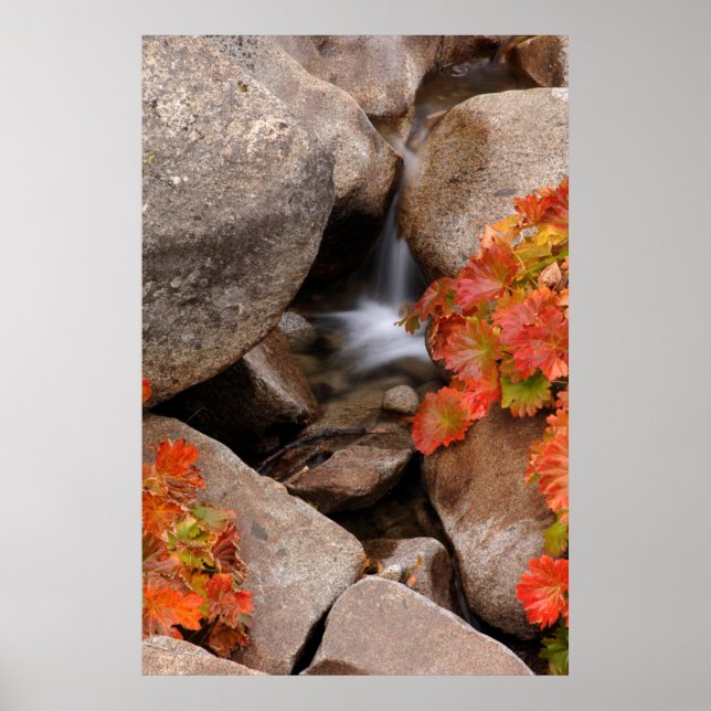 Póster Pequeño arroyo en otoño, California (Frente)