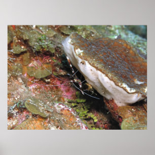 Póster Pequeño camarón de coral