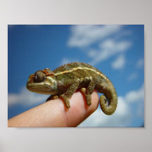 Pequeño Chameleon
