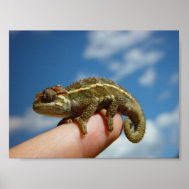 Póster Pequeño Chameleon