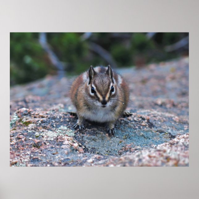 Póster Pequeño Chipmunk curioso (Frente)