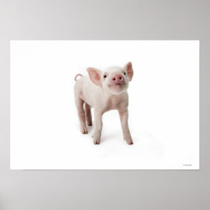 Póster Pequeño cochinillo