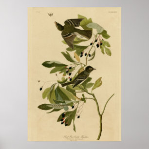Póster Pequeño Flycatcher con cresta verde