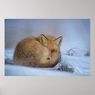 Póster Pequeño Fox Maldita Foto De Invierno