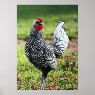 Póster "Pequeño gallo orgulloso "