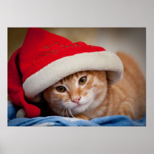 Póster Pequeño gatito en Gorra de Navidades rojos