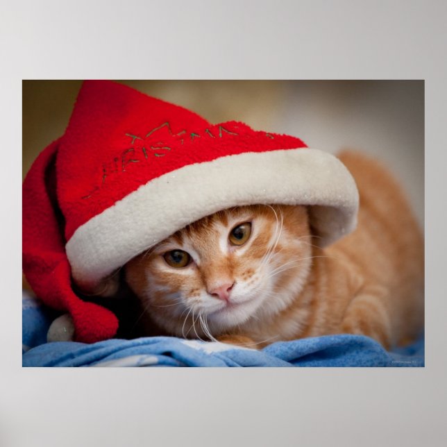 Póster Pequeño gatito en Gorra de Navidades rojos (Frente)