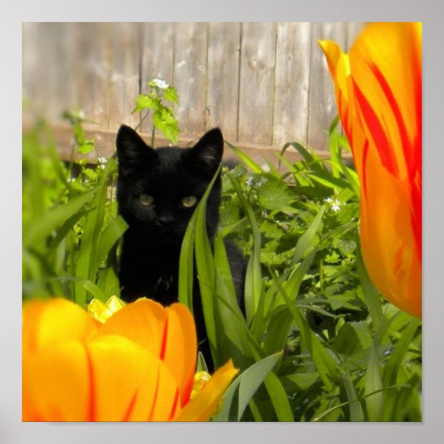Póster Pequeño gatito negro en el jardín de Tulip (Frente)